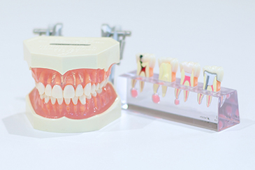 歯科衛生士の魅力