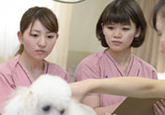 東京愛犬専門学校の特徴 学科 学費 資格 評判を徹底解剖 学ラン 専門学校 スクール学費ランキング