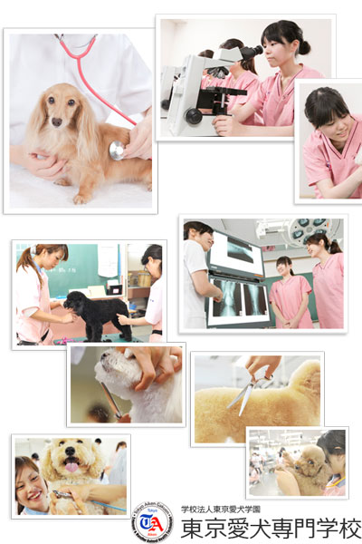 東京愛犬専門学校の特徴 学科 学費 資格 評判を徹底解剖 学ラン 専門学校 スクール学費ランキング