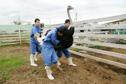 東京動物専門学校専門学校の特徴 学科 学費 資格 評判を徹底解剖 学ラン 専門学校 スクール学費ランキング